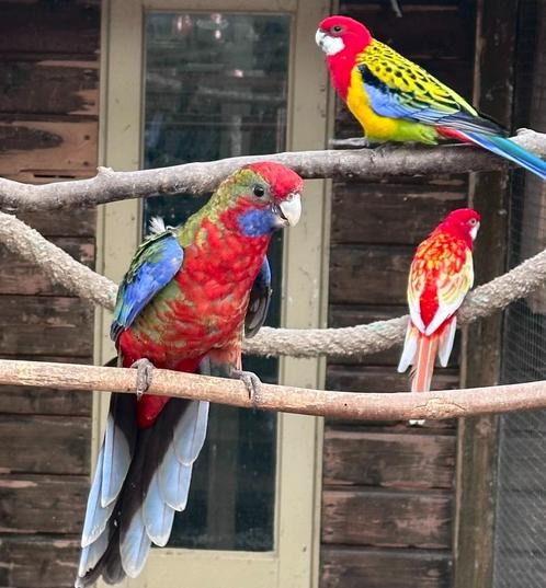 Pennant rosella man, Dieren en Toebehoren, Vogels | Parkieten en Papegaaien, Parkiet, Mannelijk