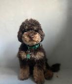 Toypoedel toy poedel dwergpoedel mini labradoodle dekreu, Dieren en Toebehoren, Rabiës (hondsdolheid), Reu, 1 tot 2 jaar, Eén hond