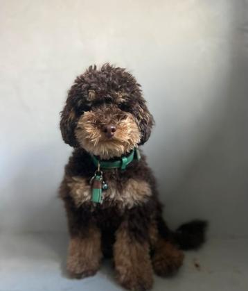 Toypoedel toy poedel dwergpoedel mini labradoodle dekreu beschikbaar voor biedingen