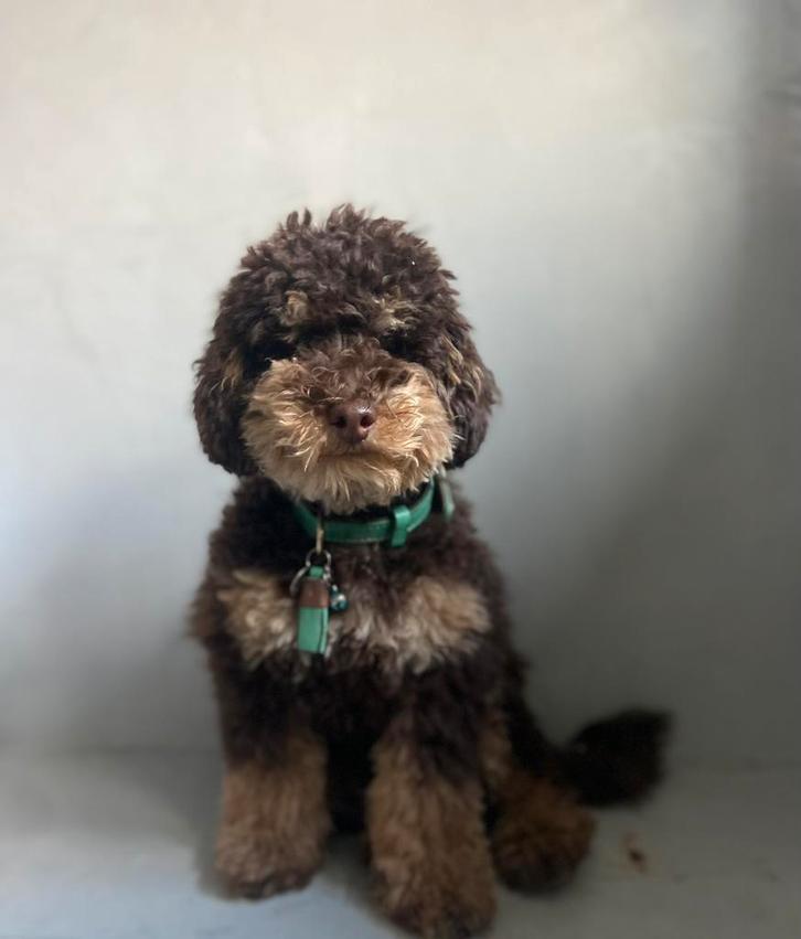 Toypoedel toy poedel dwergpoedel mini labradoodle dekreu, Dieren en Toebehoren, Honden | Dekreuen, Reu, Fokker | Hobbymatig, Eén hond