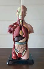 Anatomische torso / anatomisch model / vintage /uitneembaar, Antiek en Kunst, Curiosa en Brocante, Ophalen of Verzenden