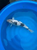 te koop shiro utsuri, Dieren en Toebehoren, Vissen | Vijvervissen, Karper of Koi