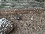 Chinese dwergkwartel, Meerdere dieren, Overige soorten