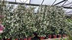 Toscaanse jasmijnen 250/250 cm nu 4 voor €100,00 en 1 =€30,-, Ophalen, Overige soorten, 100 tot 250 cm