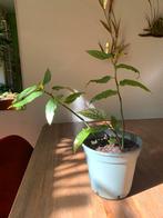 Begonia albopicta, Huis en Inrichting, Kamerplanten, Ophalen, Halfschaduw, Minder dan 100 cm