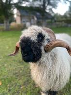 Walliser schwarznase schaap ram, Dieren en Toebehoren, Mannelijk, Schaap, 3 tot 5 jaar