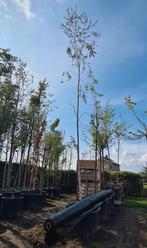 Zweedse Berk | Betula Pendula Dalecarlica, Tuin en Terras, Planten | Bomen, Bloeit niet, 400 cm of meer, Volle zon, In pot