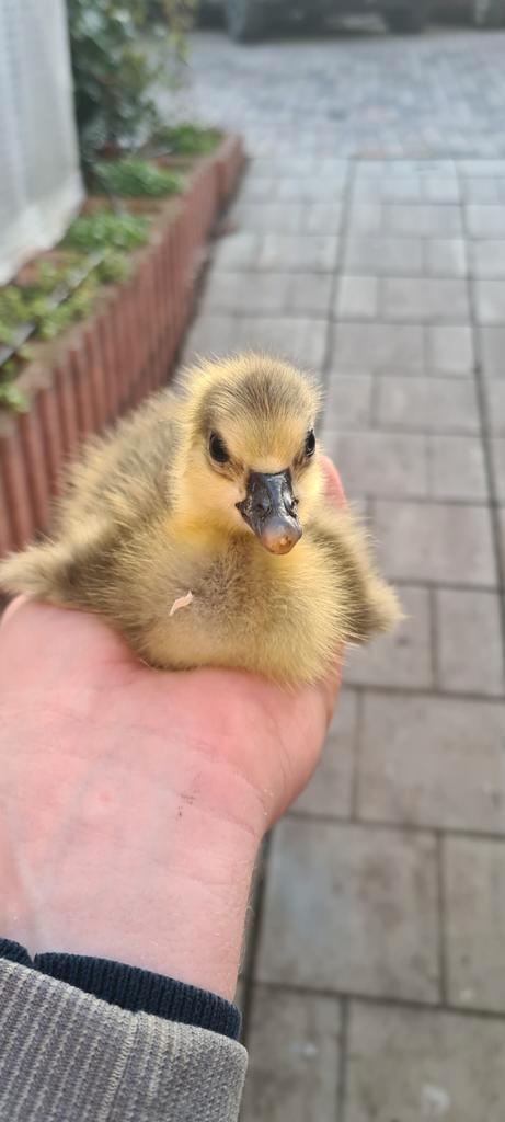 Jonge ganzenkuikens te koop! De gansjes zijn net uit het ei, Dieren en Toebehoren, Pluimvee, Gans of Zwaan, Geslacht onbekend