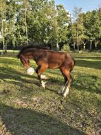 SCHITTEREND GROOT HENGSTVEULEN, Hengst, Niet van toepassing, Gechipt, 0 tot 2 jaar