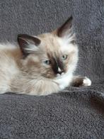 Ragdoll kittens ❤💙 mitted, Dieren en Toebehoren, Katten en Kittens | Raskatten | Langhaar, Meerdere dieren
