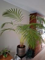 Grote palm excl. pot, Ophalen