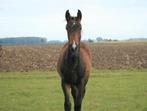 Knap hengstveulen met super papier, Dieren en Toebehoren, Minder dan 160 cm, Dressuurpaard, 0 tot 2 jaar, Hengst