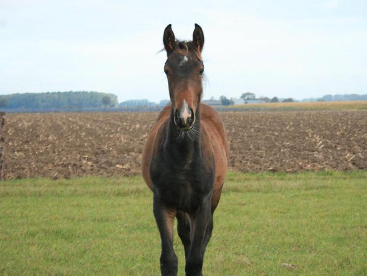 Knap hengstveulen met super papier, Dieren en Toebehoren, Paarden, Hengst, Minder dan 160 cm, 0 tot 2 jaar, Dressuurpaard, Gechipt