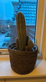 Cactus, Ophalen of Verzenden, Zo goed als nieuw, Vierkant, Glas