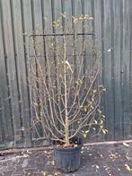 Lei appel, zeer mooie volle kant en klaar haag, Lente, In pot, Ophalen of Verzenden, Appelboom