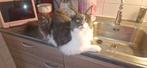 Main coon met stamboom, Dieren en Toebehoren, Katten en Kittens | Overige Katten, Poes