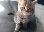 3 kittens, Meerdere dieren, Gechipt, 0 tot 2 jaar