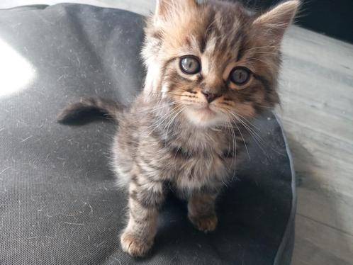3 kittens, Dieren en Toebehoren, Katten en Kittens | Raskatten | Korthaar, Meerdere dieren, 0 tot 2 jaar, Gechipt, Ontwormd, Ingeënt