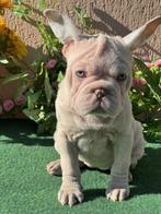 Franse buldog teefje, Dieren en Toebehoren, Honden | Bulldogs, Pinschers en Molossers, Particulier, Rabiës (hondsdolheid), 15 weken tot 1 jaar
