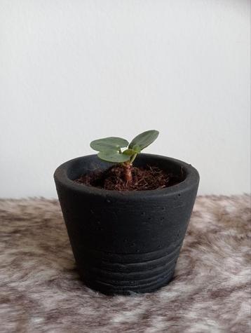 Zwart geverfd bloempotje 6,5 cm met pannenkoekplantstekje