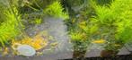 Neocaridina garnalen geel jong. 12 stuks voor 15 euro., Kreeft, Krab of Garnaal, Zoetwatervis, Schoolvis