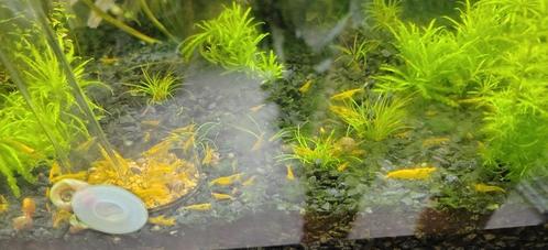 Neocaridina garnalen geel jong. 12 stuks voor 15 euro., Dieren en Toebehoren, Vissen | Aquariumvissen, Zoetwatervis, Kreeft, Krab of Garnaal
