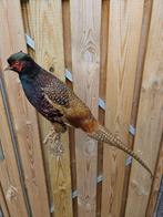 Prachtige opgezette donkere fazant haan, Verzamelen, Dierenverzamelingen, Ophalen of Verzenden, Nieuw, Vogel, Opgezet dier