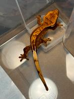 Leuke wimpergekko crested gecko te koop!, Dieren en Toebehoren, Reptielen en Amfibieën, 0 tot 2 jaar, Hagedis, Met terrarium
