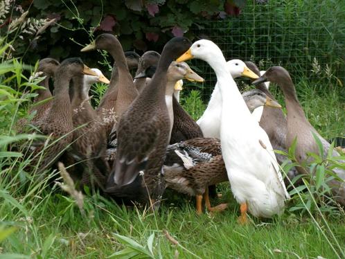 Jonge eenden, kruisingen, slakkenvangers, eend, Dieren en Toebehoren, Pluimvee, Eend, Meerdere dieren