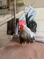 Chabo haan zilverberken, Dieren en Toebehoren, Pluimvee, Mannelijk, Kip
