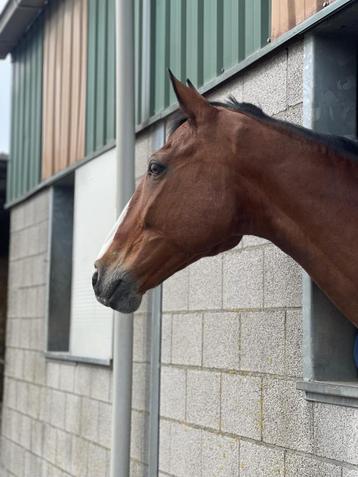 Te koop, Barney, 16 jarige ruin, 1.67 m 