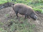 Drachtige zeug, Dieren en Toebehoren, Schapen, Geiten en Varkens, Vrouwelijk, Varken