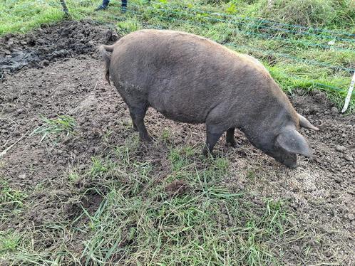 Drachtige zeug, Dieren en Toebehoren, Schapen, Geiten en Varkens, Varken, Vrouwelijk