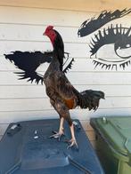Shamo Brasil vechthoen top dieren, Dieren en Toebehoren, Pluimvee, Meerdere dieren, Kip