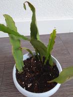 mooie cactus komen rode bloemen in., Ophalen of Verzenden, Cactus, Minder dan 100 cm