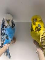 Engels grasparkieten TT kwaliteit, Dieren en Toebehoren, Meerdere dieren, Parkiet
