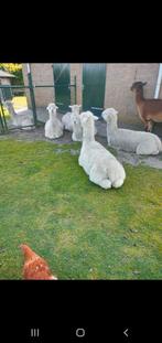 Alpaca merries, Dieren en Toebehoren, Pluimvee, Vrouwelijk, Overige soorten