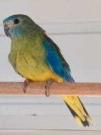 Kweekkoppel turquoisines wildkleur, Meerdere dieren, Parkiet