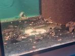 Mooie kweekgroep l333 volwassenen  en jongvolwassenen  16 st, Dieren en Toebehoren, Vissen | Aquariumvissen, Vis, Zoetwatervis