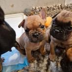 Franse bulldog pups nog 2 reutjes, 8 tot 15 weken, Bulldog, Meerdere, Meerdere dieren