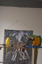 Blauw geel ara's, Vrouwelijk, Papegaai, Geringd