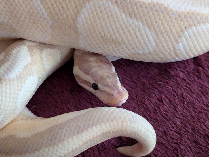 Koningspython - Banana Fire het Piebald poss Yellow Belly