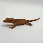 Leuke 0.0.1 phantom dalmatian wimpergekko / crested gecko, Dieren en Toebehoren, Reptielen en Amfibieën, Hagedis, 0 tot 2 jaar