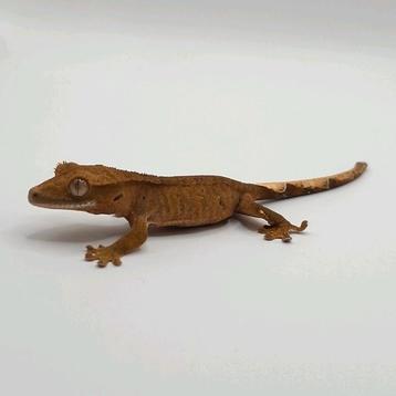 Leuke 0.0.1 phantom dalmatian wimpergekko / crested gecko beschikbaar voor biedingen
