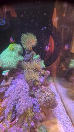 Wasrozen op een steen, Dieren en Toebehoren, Ophalen of Verzenden, Plant(en), Steen of Hout