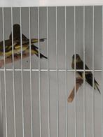 7zwartkopsijzen 2025 zitten buiten, Dieren en Toebehoren, Vogels | Overige Vogels, Meerdere dieren, Wildzangvogel