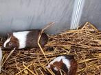 Jonge cavia s te koop, Dieren en Toebehoren, Knaagdieren, Oktober, Meerdere dieren, Cavia