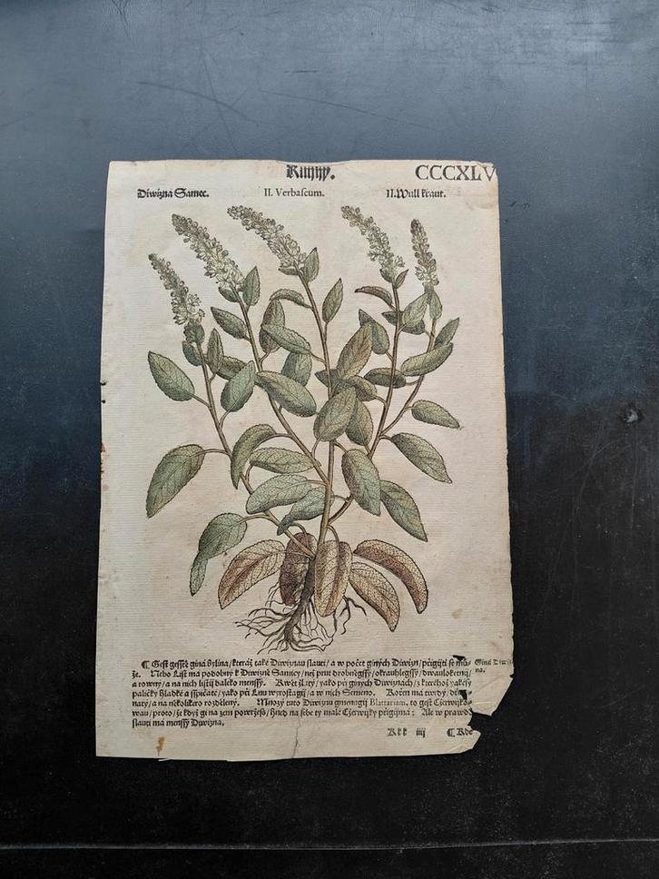Bladen uit Tsjechisch kruidboek  1561 1596 Praag, Antiek en Kunst, Antiek | Boeken en Bijbels, Ophalen of Verzenden