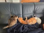 Kittens te koop, Dieren en Toebehoren, Katten en Kittens | Overige Katten, Meerdere dieren, Kortharig, 0 tot 2 jaar
