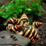 Helena slak/slaketende slak, Dieren en Toebehoren, Vissen | Aquariumvissen, Slak of Weekdier